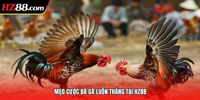 những câu hỏi xoay quanh mẹo cược đá gà những câu hỏi xoay quanh mẹo cược đá gà